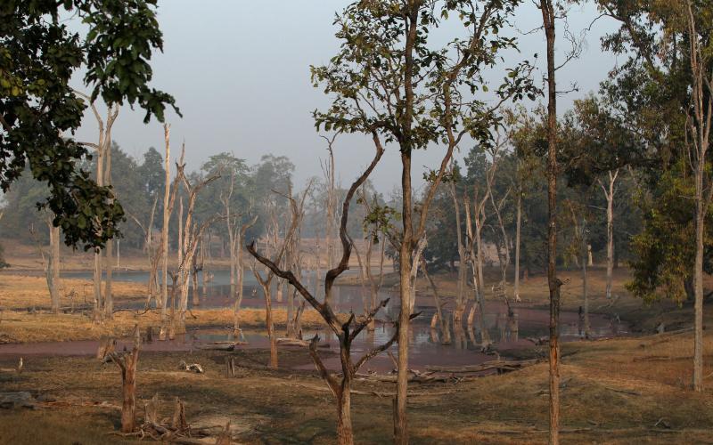 Pench National park