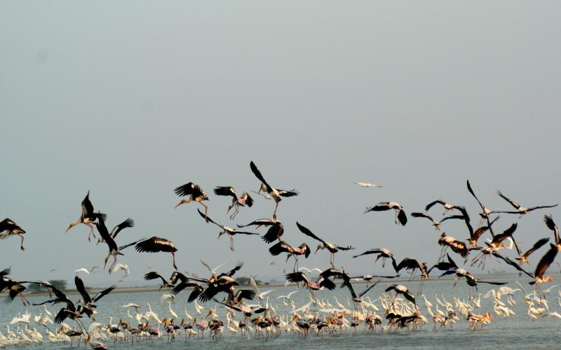 Pulicat Lake, Nellore District, Andhra Pradesh