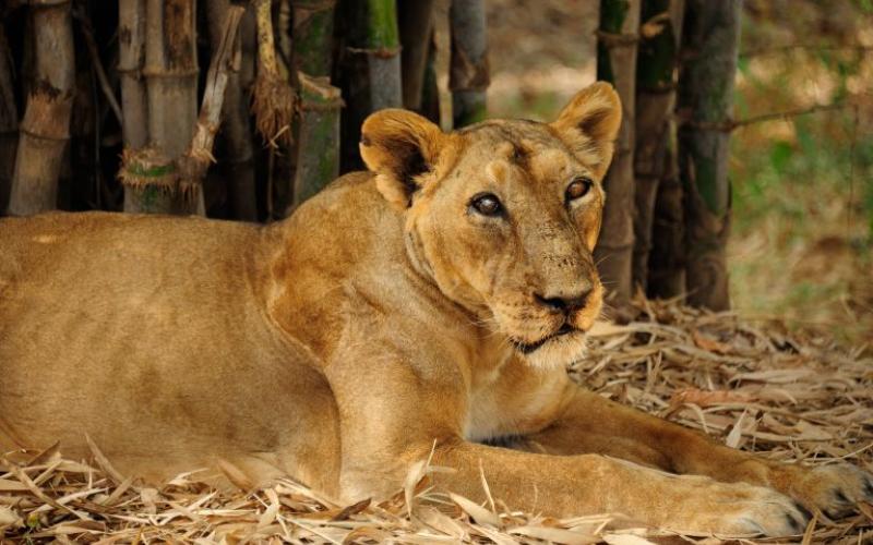 Vasona Lion Safari ( Maghval - DADRA & NAGAR HAVELI)