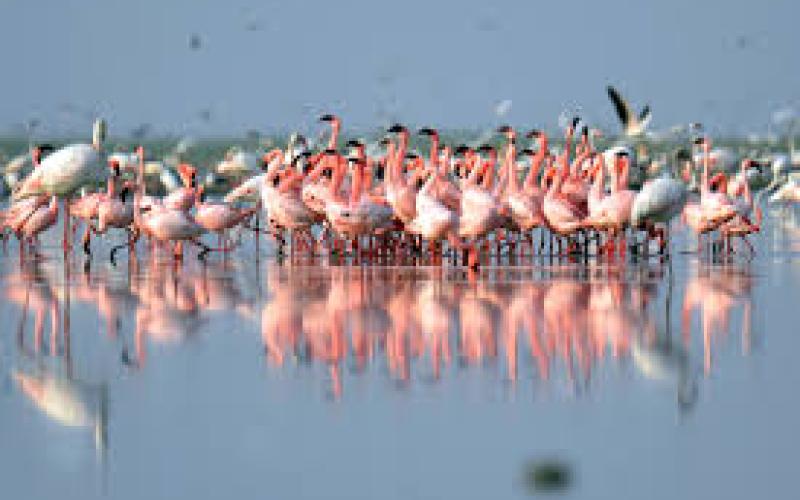 Nalsarovar Bird Sanctury