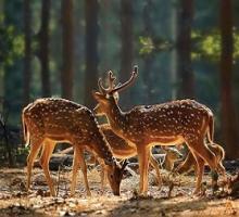 Forests & Wildlife
