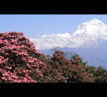 Hillay-Barshey Rhododendron Sanctuary ,West Sikkim