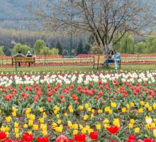 Tulip Garden