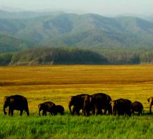 Jim Corbett National Park