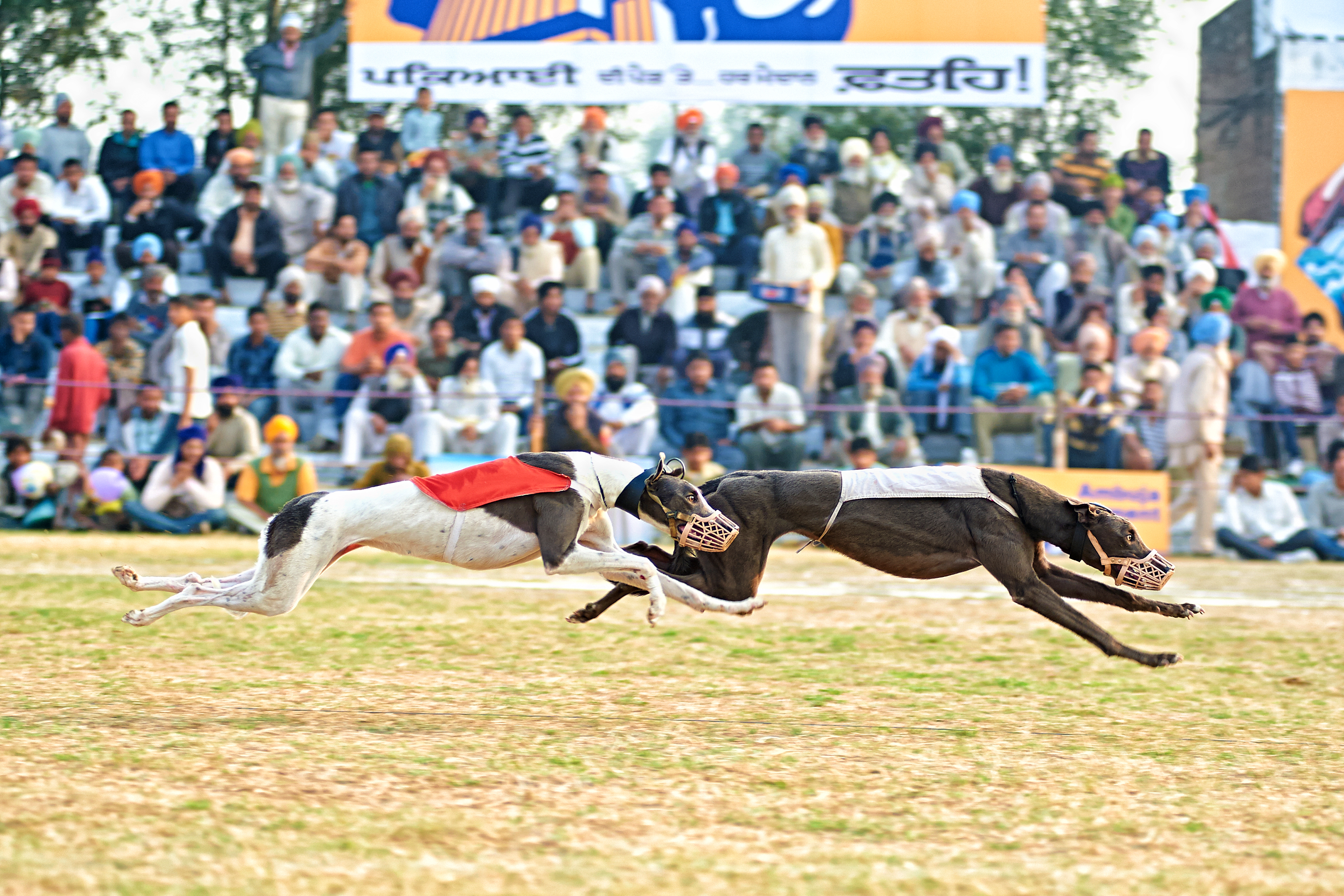 Kila Raipur Rural Sports, Ludhiana